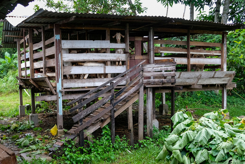 Cara Memulai Usaha Ternak Kambing dari Awal untuk Pemula